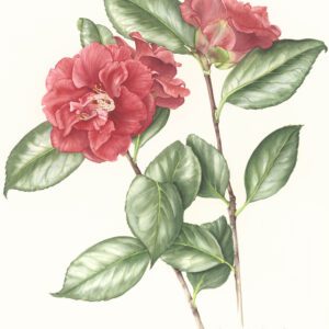 Susan Sex 'Camellia sp. B'