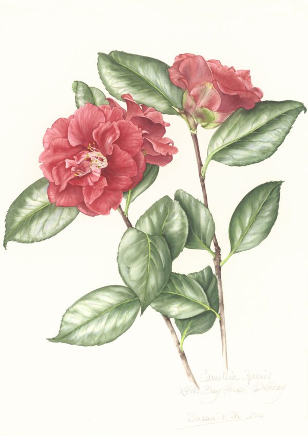 Susan Sex 'Camellia sp. B'