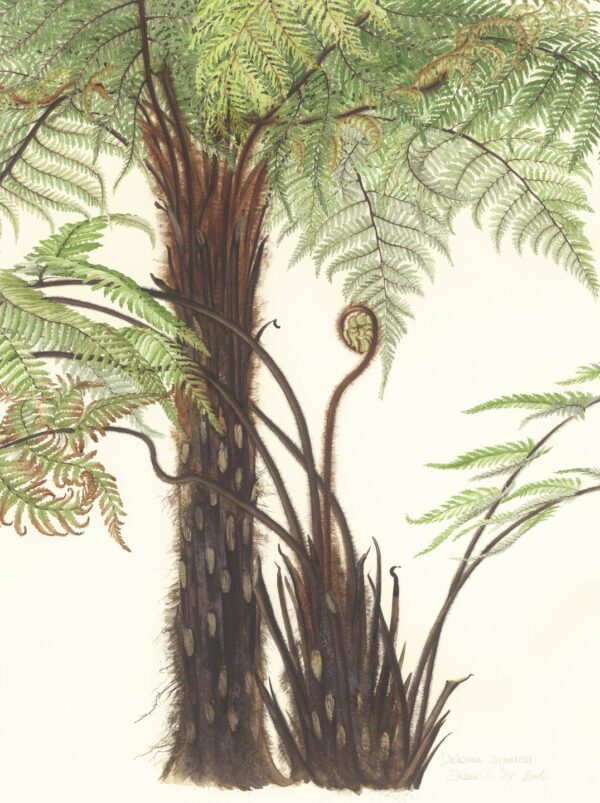 Susan Sex Dicksonia squarrosa