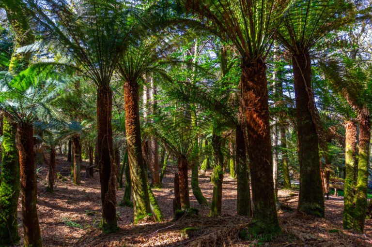1 Primeval Forest