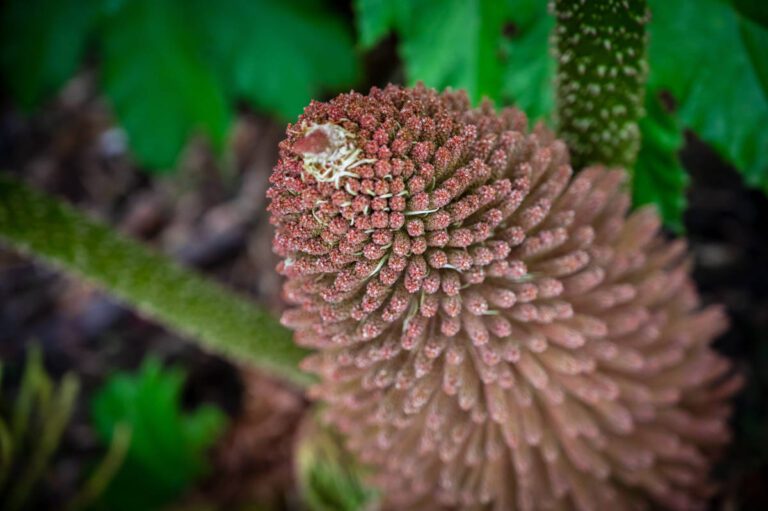 10 Gunnera Pool