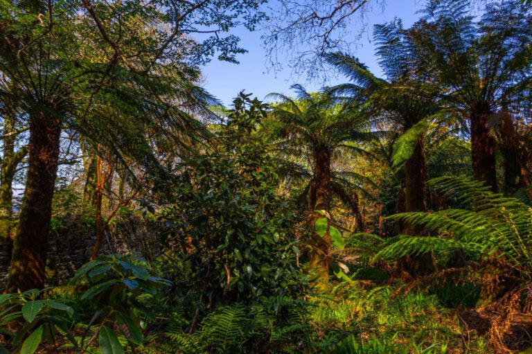 2 Primeval Forest