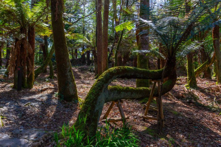 3 Primeval Forest