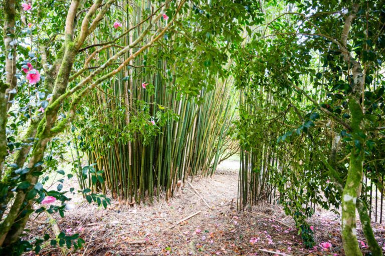 6 Bamboo Glade