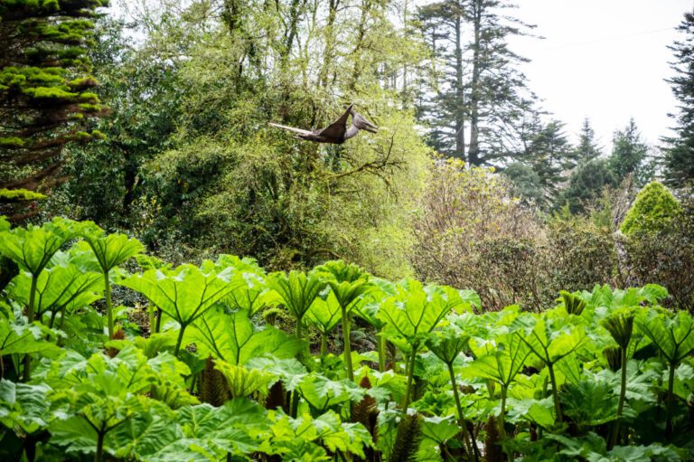 6 Gunnera Pool