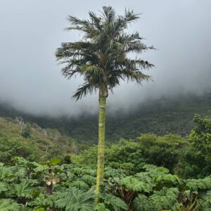 Palm Trees and Cycads