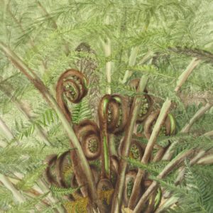 Dicksonia antarctica