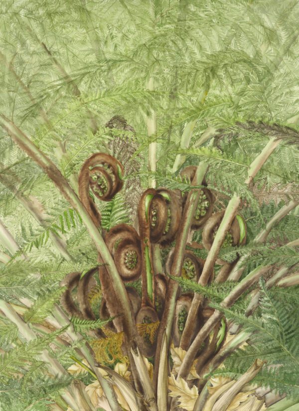 Dicksonia antarctica