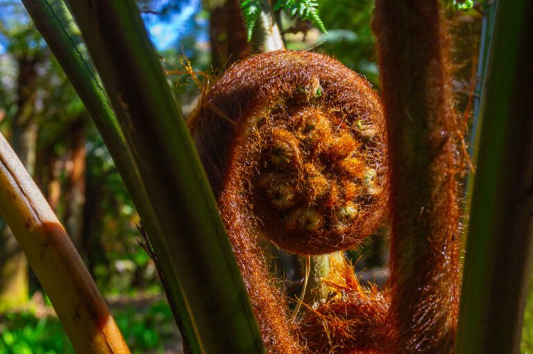 Primeval Forest Image 1