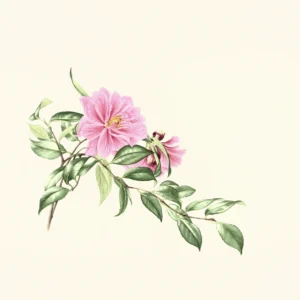 Susan Sex 'Camellia sp. C'