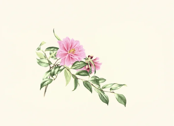 Susan Sex 'Camellia sp. C'