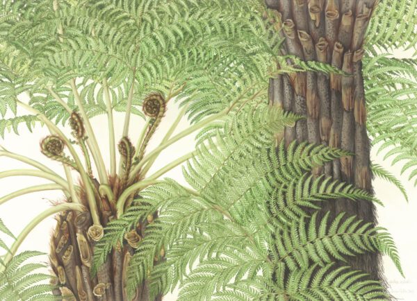 Susan Sex Cyathea australis