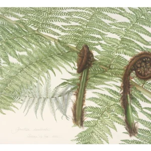 Susan Sex 'Cyathea dealbata'