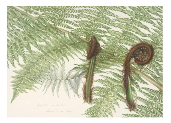 Susan Sex 'Cyathea dealbata'