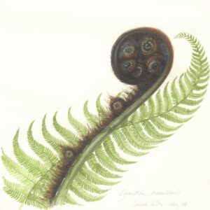 Susan Sex Cyathea medullaris