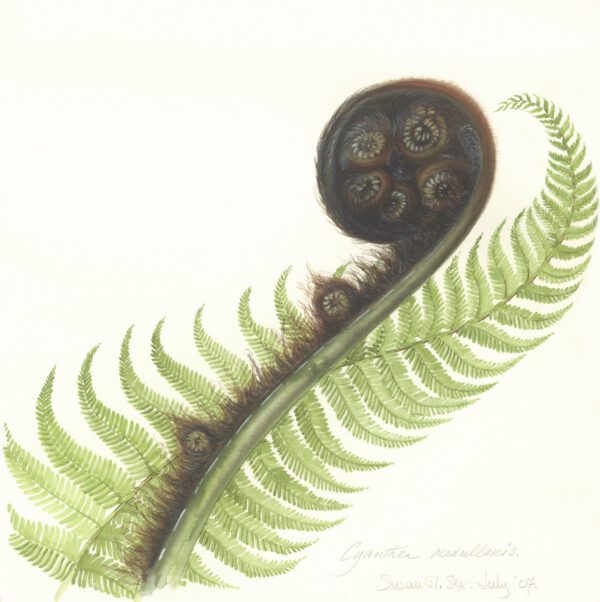 Susan Sex Cyathea medullaris