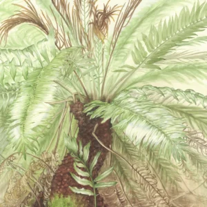 Susan Sex ‘Blechnum tabulare’