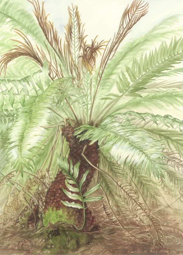 Susan Sex ‘Blechnum tabulare’